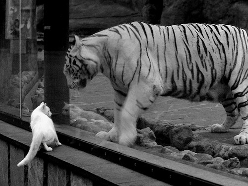 全国青少年武术套路比赛观看人数创新高，全国青少年俱乐部武术套路赛